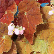 begonia autumn ember
